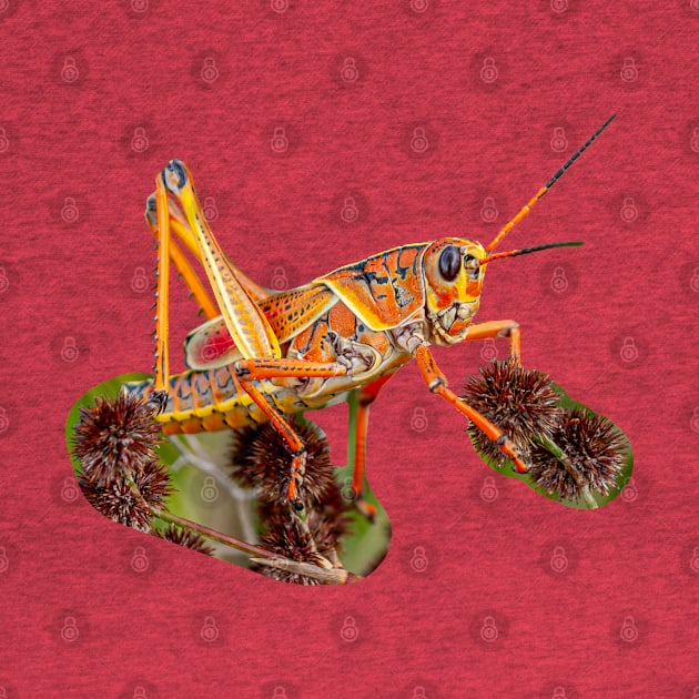 Colourful Grasshopper by dalyndigaital2@gmail.com